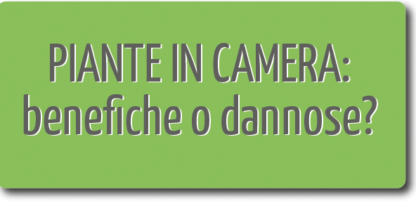 PIANTE IN CAMERA DA LETTO: si possono tenere? 14 PIANTE IN CAMERA DA LETTO: si possono tenere?