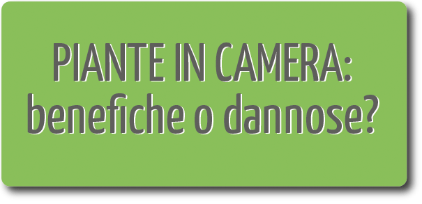 PIANTE IN CAMERA DA LETTO: si possono tenere?